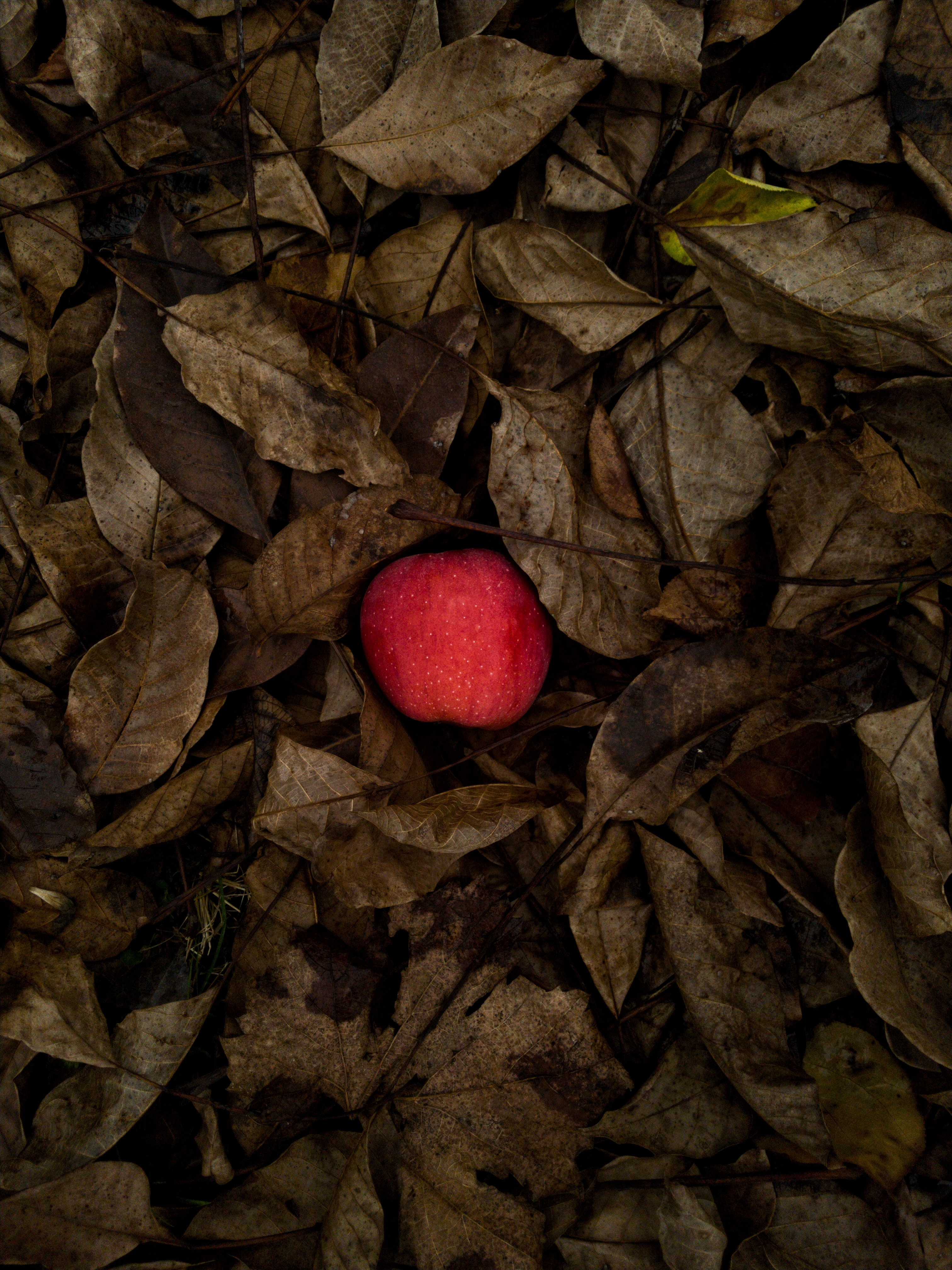 Сон есть красные яблоки. Яблоки Эстетика. Красное яблоко Эстетика. Красная яблоня Эстетика.